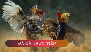 Cách Chơi Đá Gà GA28 Tại DF999 Hốt Bạc Tỷ Dễ Dàng