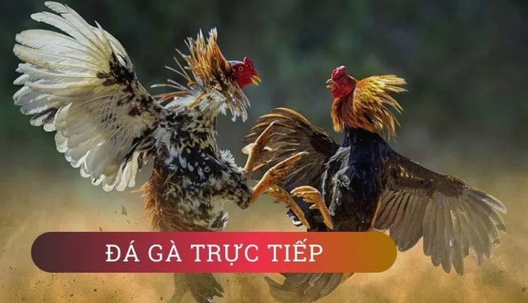 Cách Chơi Đá Gà GA28 Tại DF999 Hốt Bạc Tỷ Dễ Dàng