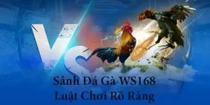 Hướng Dẫn Cách Chơi Đá Gà WS168 Tại DF999 Thắng Lớn Mỗi Ngày